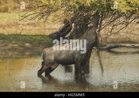 Eine männliche blaue Bull (Boselaphus Tragocamelus) stehen unter einem Baum und im Wasser im Keoladeo Ghana Nationalpark, Bharatpur, Stockfoto