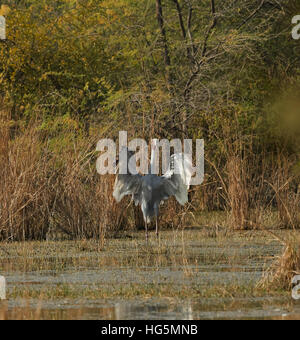 Schönes paar Stilicho Kranich (Grus Antigone) zu Keoladeo National Park oder Keoladeo Ghana Nationalpark Stockfoto