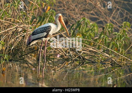 Bemalte Storch Reflexion im natürlichen Lebensraum Stockfoto