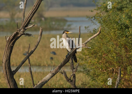 Schwarzer Kormoran kann in der Sonne trocknen. Dies ist die charakteristische Verhalten für einen Kormoran. Stockfoto