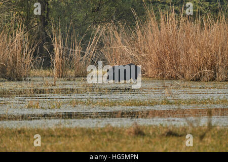 Wildschwein stehend im Wasser mit dem Sonnenlicht Abend in freier Wildbahn. Indien. Eine gute illustration Stockfoto