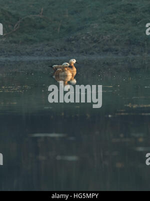 Die rötlichen Brandgans (Tadorna Ferruginea, Brahminy Ente) - eine Orange-braune Ente schwimmend auf einem See Stockfoto