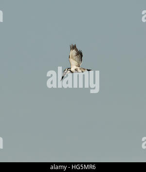 Eisvogel schwebenden Pied Kingfisher fliegen über den Himmel ist der Trauerschnäpper Eisvogel ein Wasser-Eisvogel Stockfoto