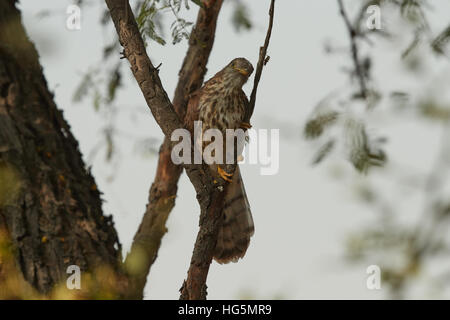 Weibliche klagender Kuckuck (Cacomantis Merulinus) fangen auf dem Zweig in der Natur Stockfoto
