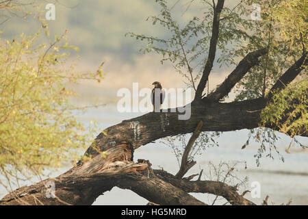 Westlichen Rohrweihe (Circus Aeruginosus), auch bekannt als die Rohrweihen. Tier, wildes Leben. Stockfoto