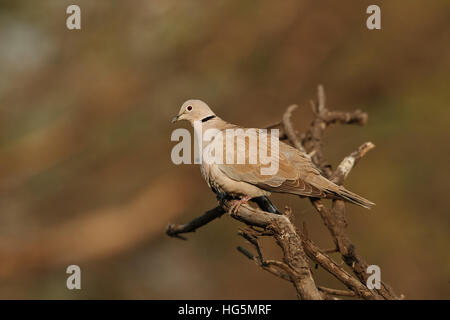 Eurasian collared Dove (Streptopelia Decaocto) auf einem Ast mit Vegetation im Hintergrund Stockfoto