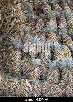 Ananas zum Verkauf auf dem lokalen Markt Ananas comosus Bromeliaceae, Pune Maharashtra, Indien Stockfoto