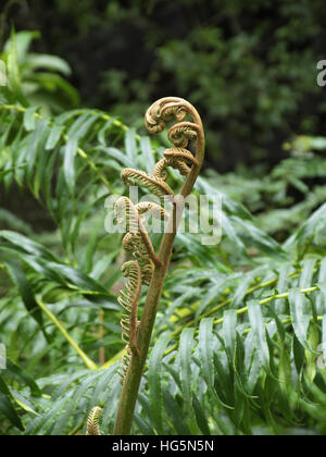 Zimt Farn - osmunda cinnamomea, Kerala, Indien Stockfoto