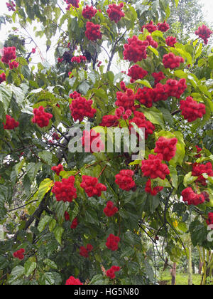 Roten Rambutan Früchte in Kerala, Indien Stockfoto