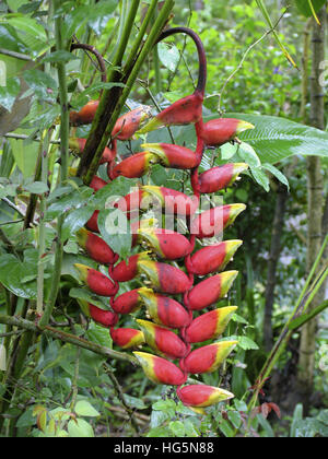 Heliconia, karabinerverschluss Blumen in Wäldern Kerala, Indien Stockfoto