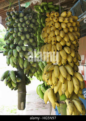 Bananen in Geschäften zum Verkauf. Musa X Paradisiaca L. Familie: Musaceae. Kerala, Indien Stockfoto