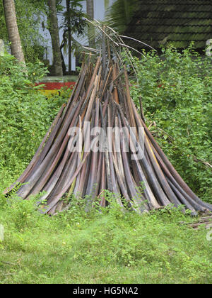 Kokospalme Blätter getrocknet und für inländische Feuer verwendet. Kerala, Indien Stockfoto