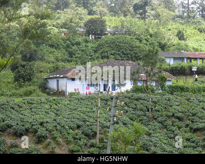 Teeplantage auf Nelliyampathy Hill, Palakkad, Kerala, Indien Stockfoto