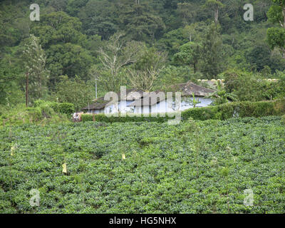 Teeplantage auf Nelliyampathy Hill, Palakkad, Kerala, Indien Stockfoto