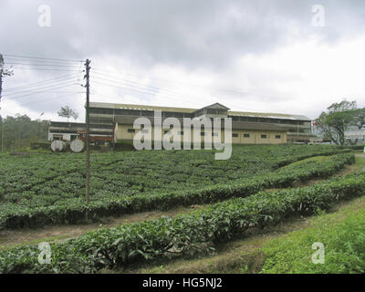 Teepflanze - Teeplantage auf Nelliyampathy Hill, Palakkad, Kerala, Indien Stockfoto