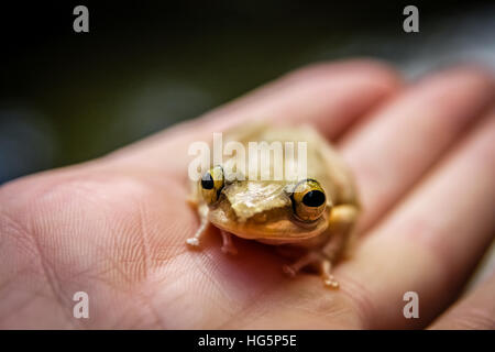 Kleine Madagaskar-Frosch auf einer menschlichen hand Stockfoto