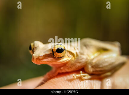 Kleine Madagaskar-Frosch auf einer menschlichen hand Stockfoto