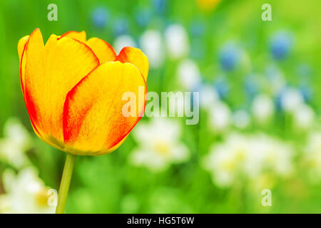 Traumhaft weiche Feder Garten mit eine schöne rote und gelbe Tulpe in den Vordergrund und weiße Narzissen und blauen Muscari im Hintergrund. Inspiriert von Stockfoto