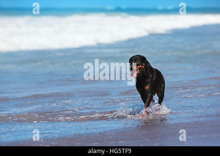 Rottweiler zu Fuß am schwarzen Sandstrand. Glücklicher Hund nass nach dem Schwimmen laufen entlang Meer Surfen. Aktionen, Spiele mit Haustier training Stockfoto