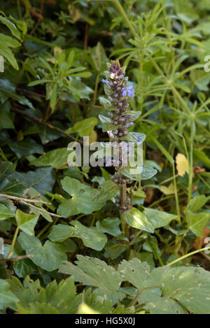Signalhorn, Ajuga reptans Stockfoto