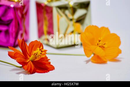 Nahaufnahme von Orange Blume mit Geschenken vor weißem Hintergrund Stockfoto