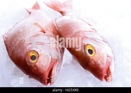 Vergoldung-Kopf Meer Brassen (Sparus Aurata) auf crushed-ice Stockfoto