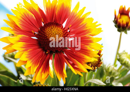 Firewheel oder indische Decke oder Blanketflower oder Sundance (Gaillardia Pulchella) Stockfoto