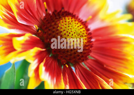 Firewheel oder indische Decke oder Blanketflower oder Sundance (Gaillardia Pulchella) Stockfoto