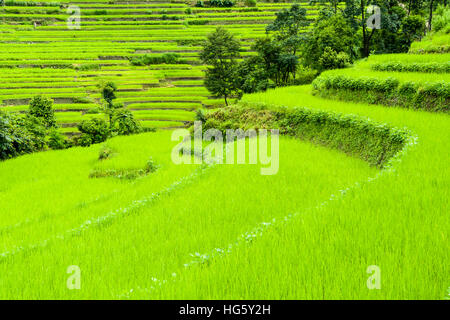 Agrarlandschaft, grünen Reisfeldern, obere Marsyangdi Tal, Bahundanda, Lamjung Bezirk, Nepal Stockfoto