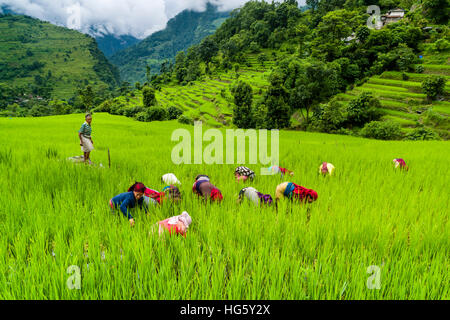 Agrarlandschaft, Reisfelder Frauen in grünen Terrasse, im oberen Marsyangdi Tal, Bahundanda, Lamjung Bezirk Stockfoto