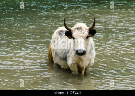 Weiße Yak (Bos Mutus) stehend im Wasser, Eissee, Braga, Manang Bezirk, Nepal Stockfoto