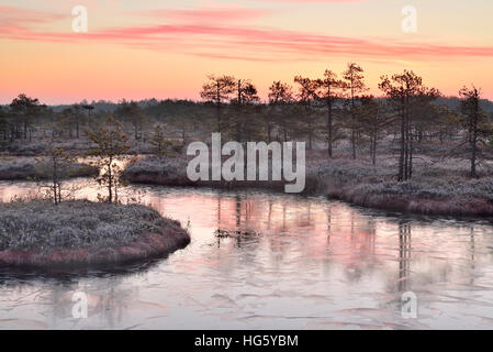 Kalten Morgen im gefrorenen Moor im Morgengrauen Stockfoto