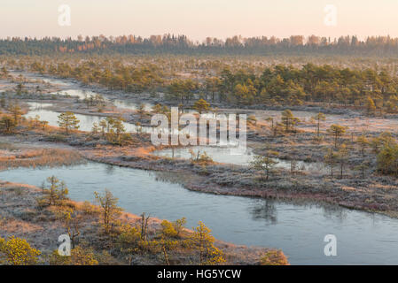 Frostiger Morgen im Sumpf bei Sonnenaufgang Stockfoto