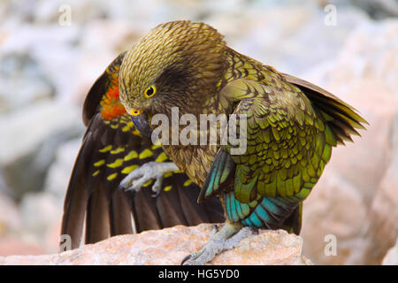 Kea Green Color endemisches Papageienvogel Nestor notabilis Species Spreiting Wings Aoraki National Park Neuseeland schönes Close Up Makroprofil Stockfoto