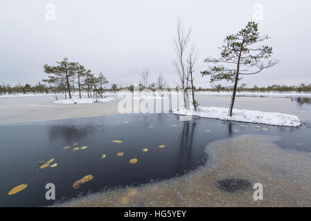 Winter im Moor Stockfoto