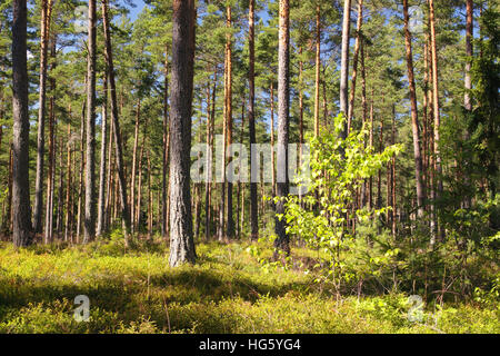 Wald im Sommer Stockfoto
