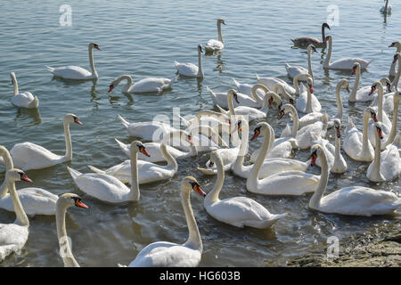 Schwarm weiße Schwäne auf dem Fluss an einem schönen sonnigen Morgen Stockfoto