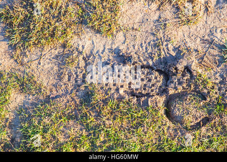 Maultierweg Fußspuren zeigen, Mountainbike und Hufeisen Drucke. Stockfoto