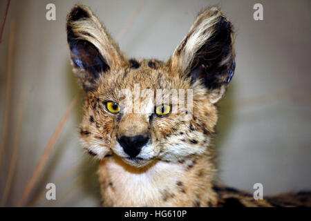 Leptailurus Serval Raubkatze Kopfschuss closeup Stockfoto