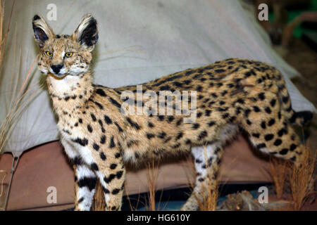 Nahaufnahme von einem Erwachsenen Serval vor einem Zelt Stockfoto