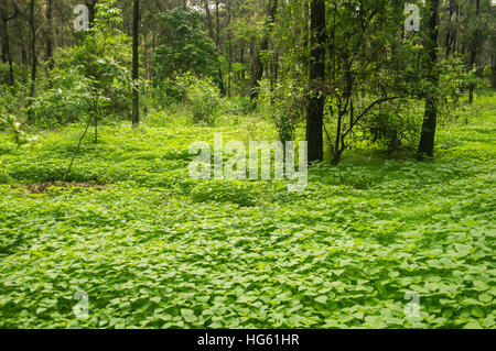 Ein Pfad zwischen den Bäumen mitten im Wald. Stockfoto