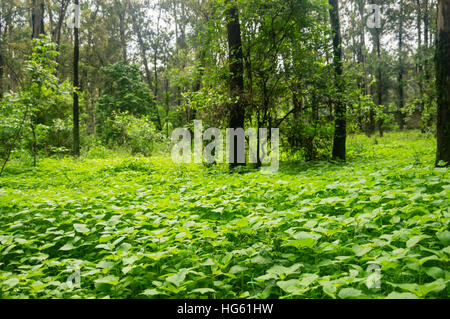 Ein Pfad zwischen den Bäumen mitten im Wald. Stockfoto