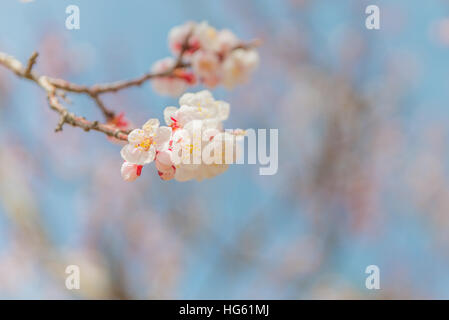 Rosa Kirschblüten auf eine Filiale Nahaufnahme. Stockfoto