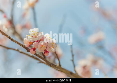 Rosa Kirschblüten auf eine Filiale Nahaufnahme. Stockfoto