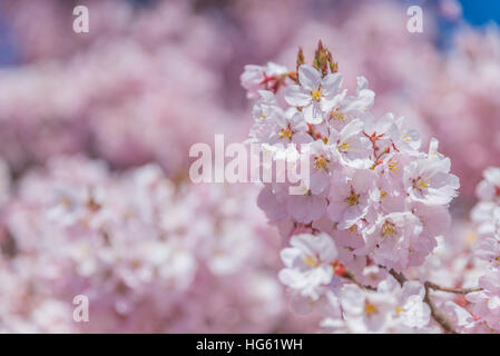 Rosa Kirschblüten in voller Blüte vor blauem Himmel, Japan Stockfoto
