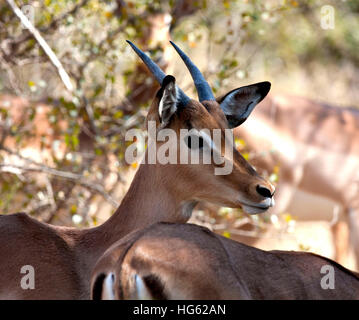 Impala Buck in Kruger National Park Stockfoto