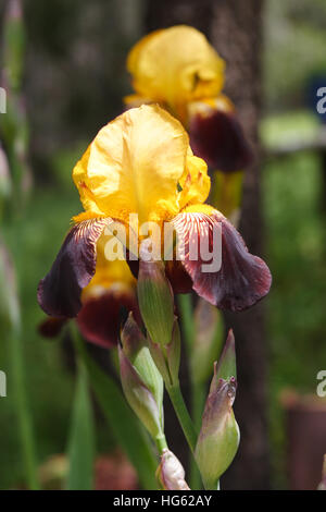 Gelbe und braune Iris Stockfoto