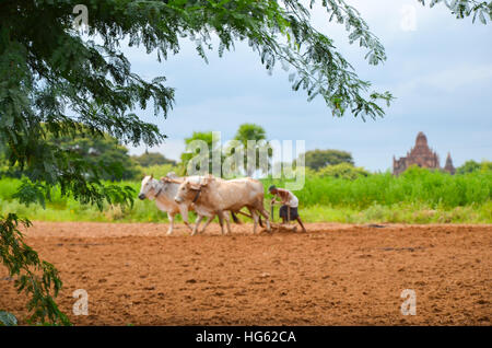 Burmesische Bauer mit Ochsen pflügen auf Reisfeld Stockfoto