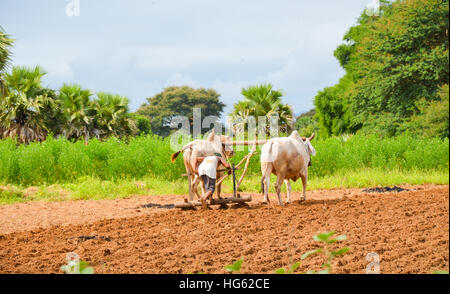 Burmesische Bauer mit Ochsen pflügen auf Reisfeld Stockfoto