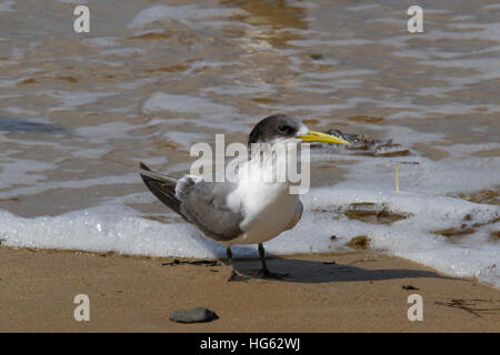 Thalasseus bergii (Thalasseus bergii) oder Swift Tern Stockfoto